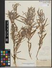 Foto von Salix argophylla Nutt.